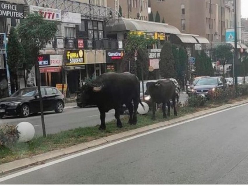 E rrallë: Buallica dhe kishku shfaqen qendër të Prishtinës