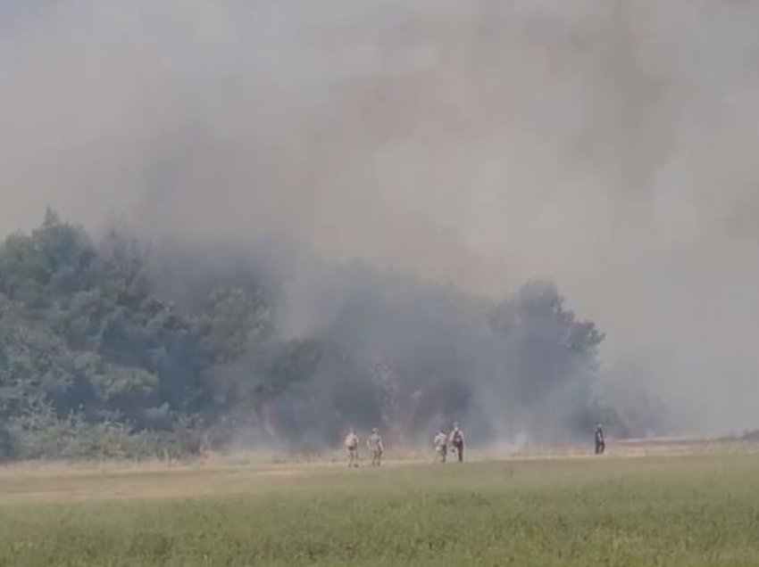 Pylli i Pishporos në Fier prej ditësh në flakë, pritet ndërhyrja e mjeteve zjarrfikëse për shuarjen e vatrave të zjarrit