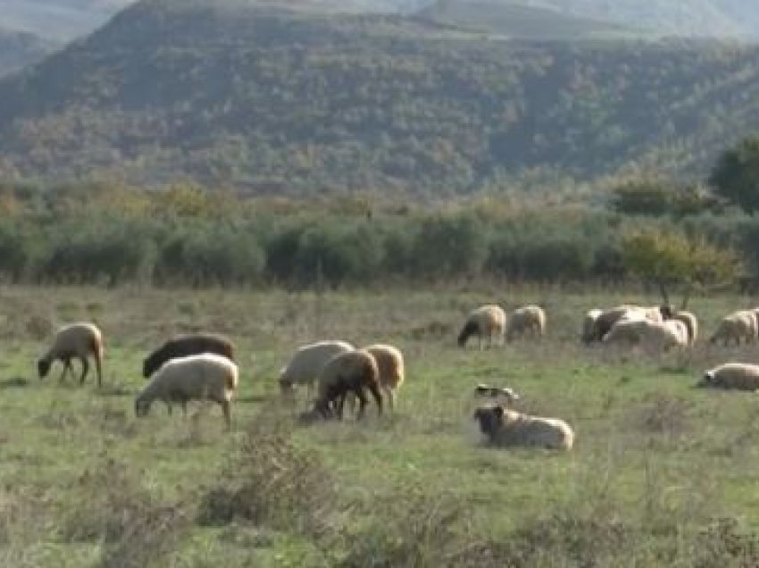 Ndihmë për naftë dhe bagëtitë/ Gjirokastra, qarku më i madh blegtoral me 400 mijë bagëti dhe 20 mijë lopë