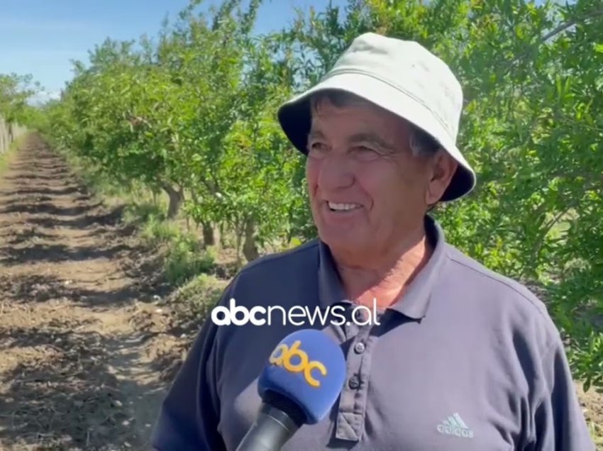 Fruta ekzotike në Vlorë/ Fermerët po tregojnë interes për kultivimin e tyre