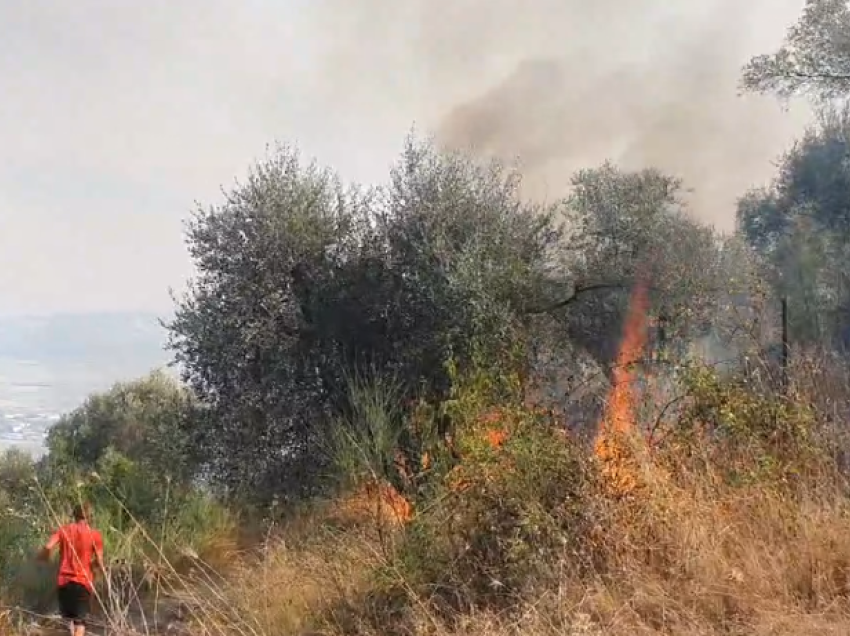 Zjarr i përmasave të mëdha në kodrat me ullinj në Elbasan