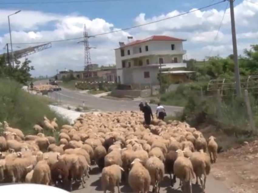 Shqipëria në alarm nga murtaja tek bagëtitë/ Në Korçë, Elbasan e Berat janë ngritur 11 grupe task force