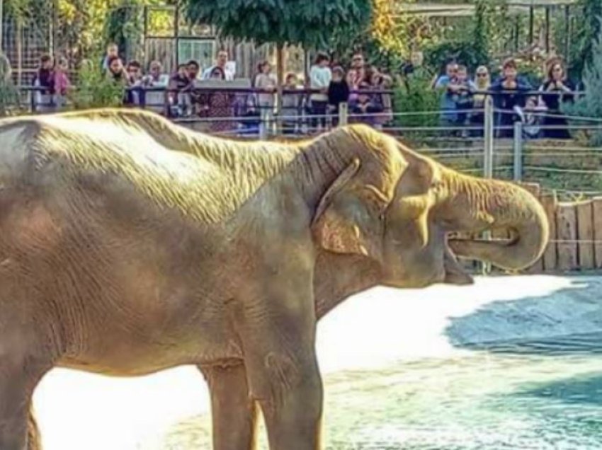 Ngordh një elefant në Kopshtin Zoologjik të Shkupit