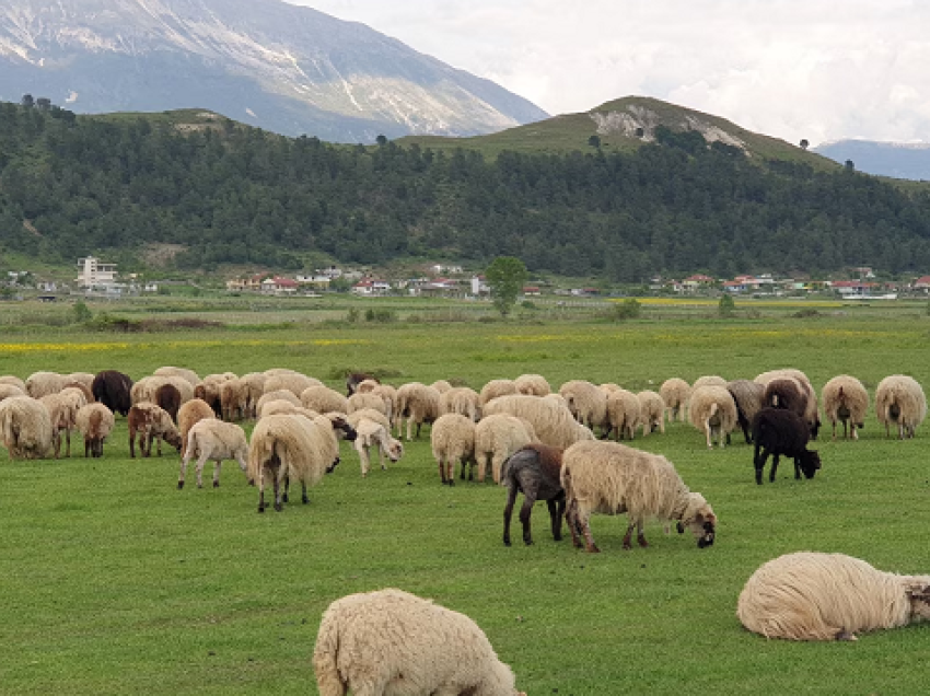 Shqipëria merr masa për të frenuar hyrjen nga Greqia të murtajës së bagëtive të imta