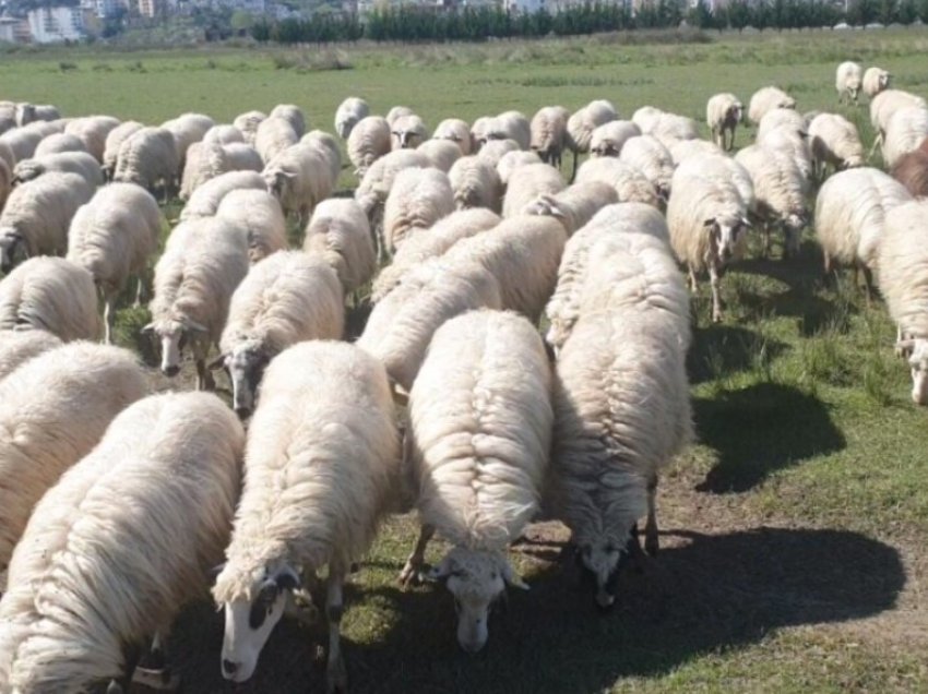 Shqipëria ndalon importin e bagëtive të imta nga Greqia për të parandaluar hyrjen e murtajës 