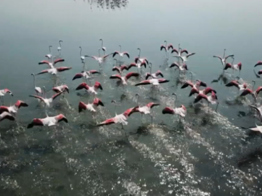 Flamingot pushtojnë Nartën! Turistët shijojnë spektaklin e rrallë në lagunën e njohur të Vlorës