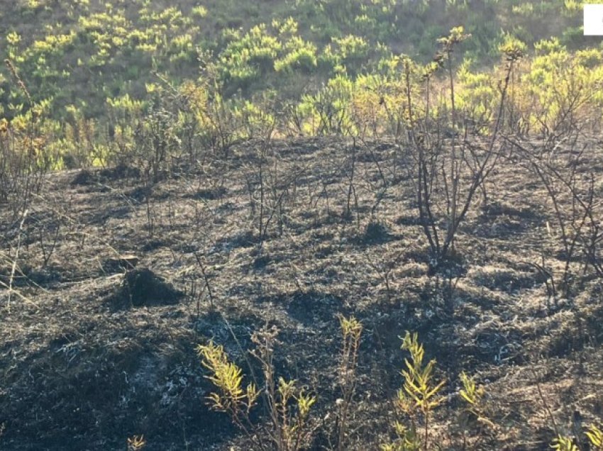 Ndezi zjarr dhe dogji një sipërfaqe me barishte në Cërrik, arrestohet 67 vjeçari