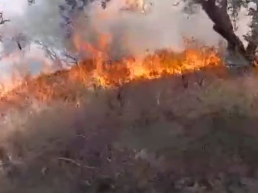 Përfshihet nga flakët lagja Qoshkë në Lapardha, shkrumbohen 3 hektarë me ullinj