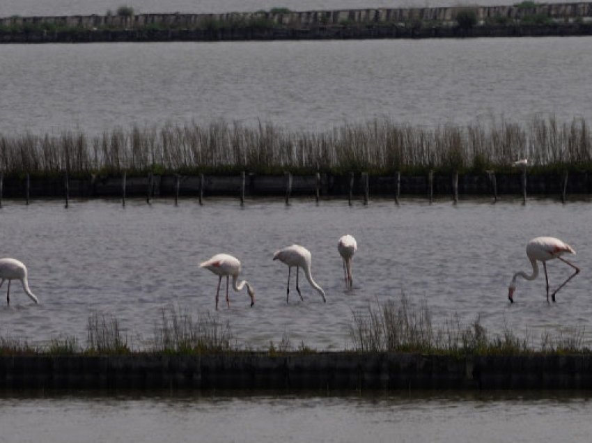 ​Zogjtë e parë flamingo rozë në Bullgari dolën në liqenin Atanasovsko