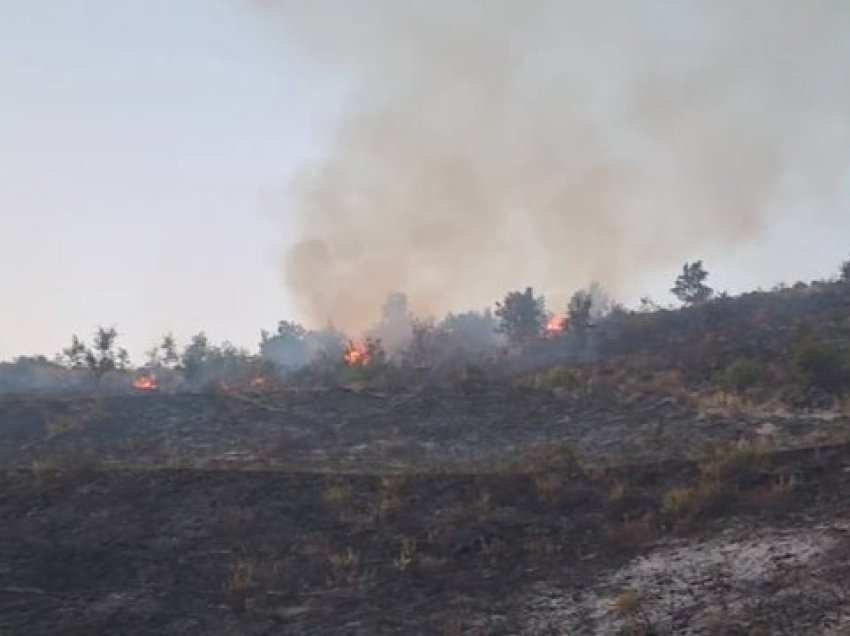 Zjarri në Mallakastër shkrumbon dhjetëra hektarë pisha dhe mijëra rrënjë ullinj, kreu i Emergjencave Civile: Mund të evakuojmë banorët