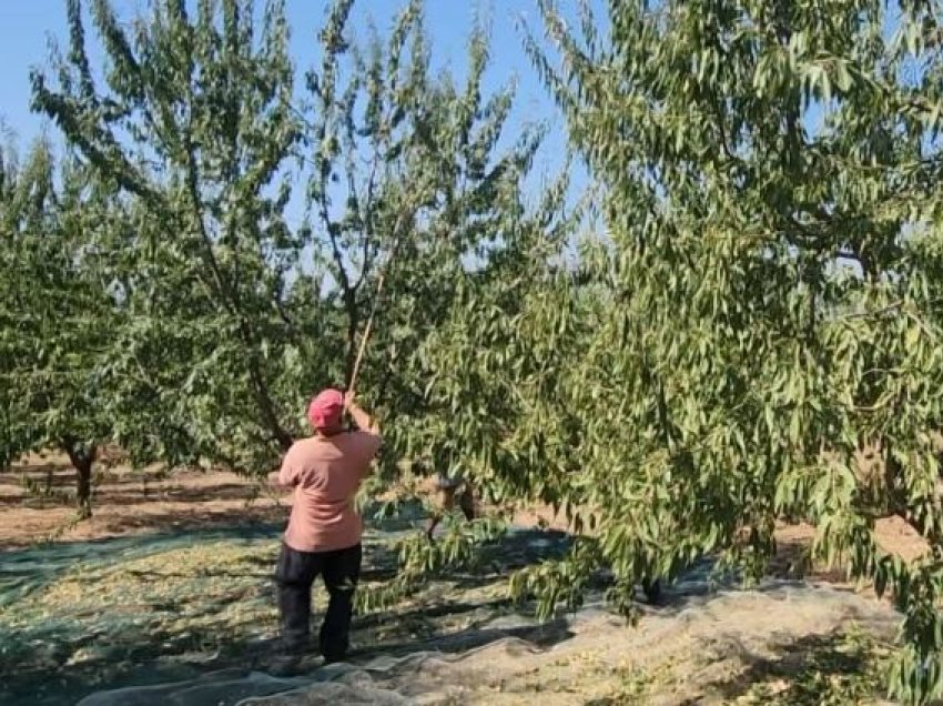 “Nuk kemi as rrugë, as energji”/ Fermerët e bajameve në Roskovec kërkojnë lehtësi