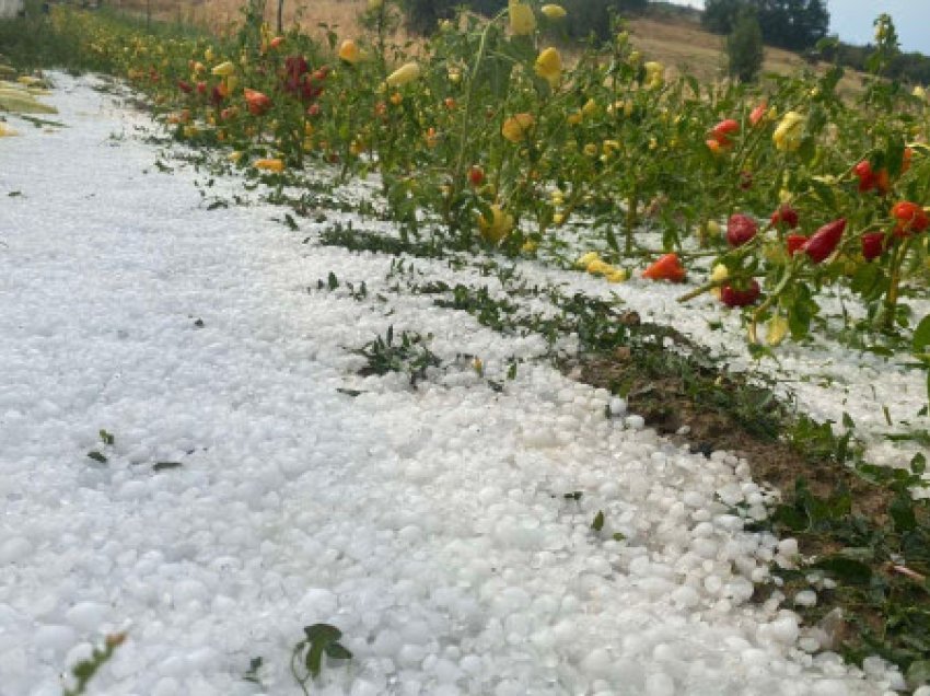 ​Breshër i madh në Skenderaj shkakton dëme në bujqësi