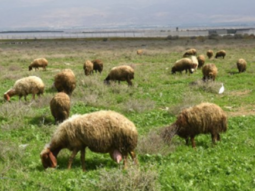 Alarm për mbrojtje nga murtaja tek gjitarët e vegjël, veterinarët bëjnë thirrje për kujdes