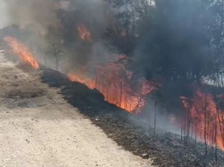 Zjarr masiv në Lushnjë, rrezikohen banesat! Digjen mbi 40 hektarë të mbjella, ullinj e pemë