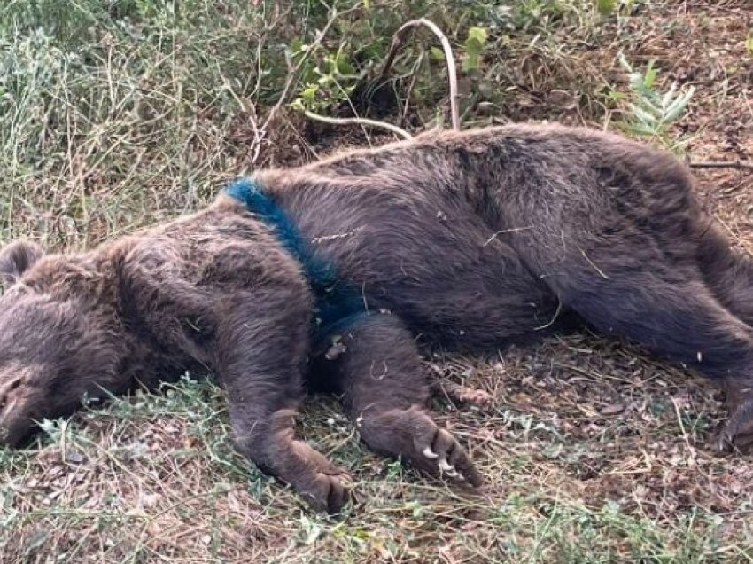 Shpëtohet arusha nga kurthi për derra të egër në Dibër