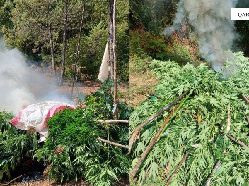  Territori i pastër/ Gjenden dhe asgjësohen 2449 bimë cannabis në qarkun Shkodër