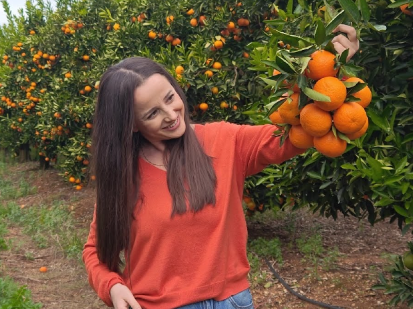 Bagëti e Bujqësi/ “Vjelim 600 kg mandarina në një ditë pune”, punëtorët në Xarrë: Paguhemi si në Greqi