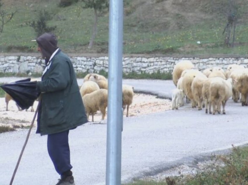 Blegtorët e Shqipërisë në vështirësi, u mungojnë kullotat dhe subvencionet nga shteti