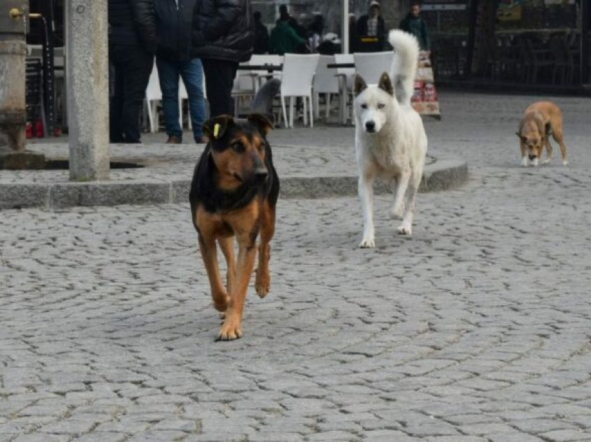 Prizreni nënshkruan kontratën për ndërtimin e strehimores për qentë endacakë