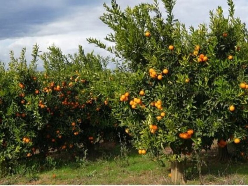 Bllokohen mandarinat shqiptare/ Disa vende të BE-së i kthejnë në kufi: Nivele të larta të pesticideve! 