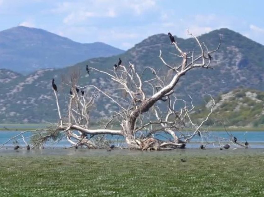 Shkodra ka më pak shpendë/ Ndërtimet, klima dhe gjuetia e paligjshme po i shfaros