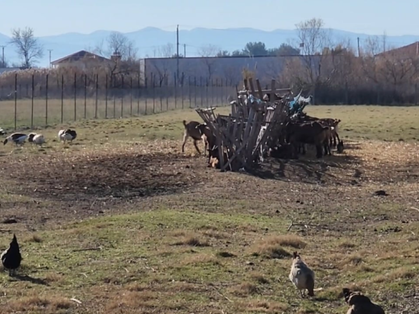 Rreziku nga kafshët e egra, shkak moratoriumi i gjuetisë dhe zjarret