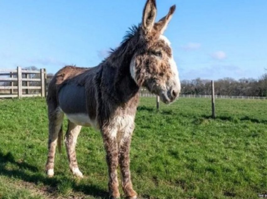 ​Veterinarët i shpëtuan jetën një gomari të sëmurë duke i dhënë 24 litra pije të gazuar