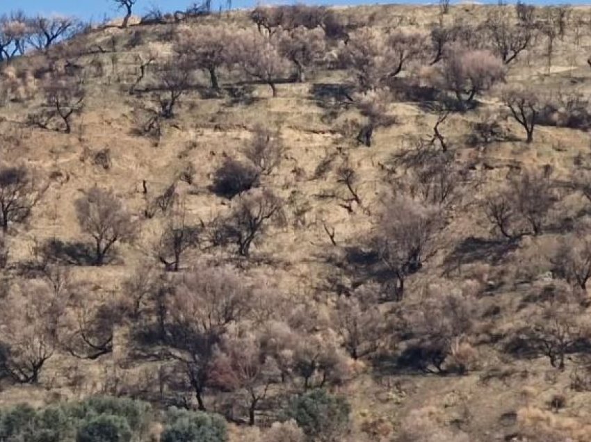 Zjarri përfshin kodrat e fshatit Kërkovë në Vlorë/ Digjen sipërfaqe me ullinj