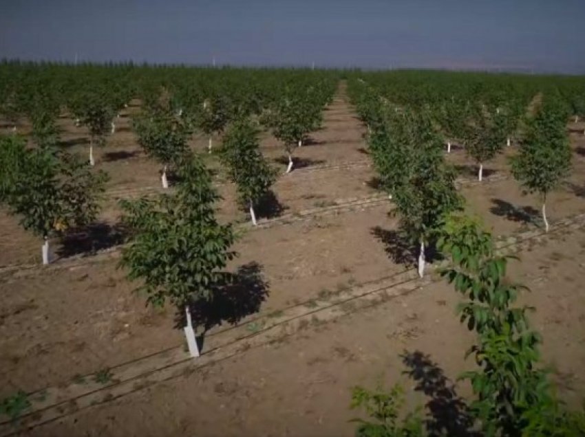 Shoqata e kultivuesve të arrës dhe lajthisë kërkojnë kontratat për ngritjen e plantacioneve të reja