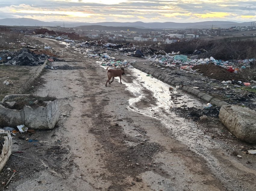 Pamje të tmerrshme – Mbeturinat “mbulojnë” Prishtinën: Flliqni, makabër...