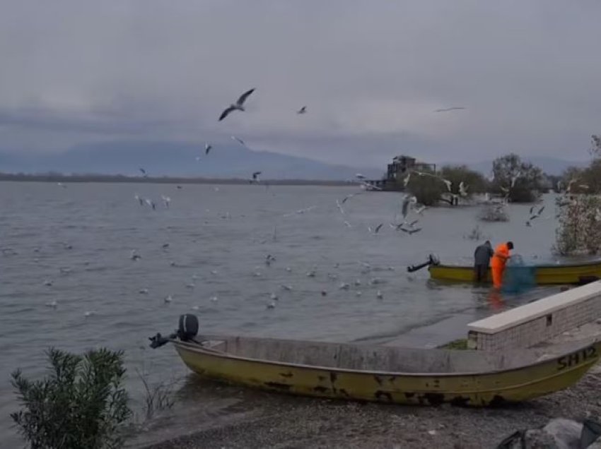 Shqipëria pjesë e Censusit Ndërkombëtar të Shpendëve Ujor Dimërues