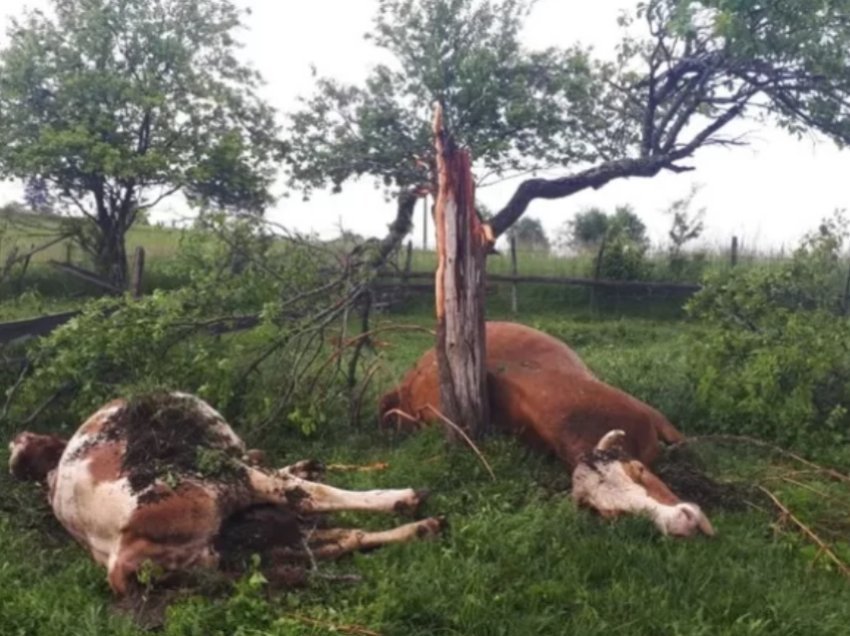 Stuhia e fortë shkakton dëme të mëdha në Malin e Zi, rrufeja vret kafshët