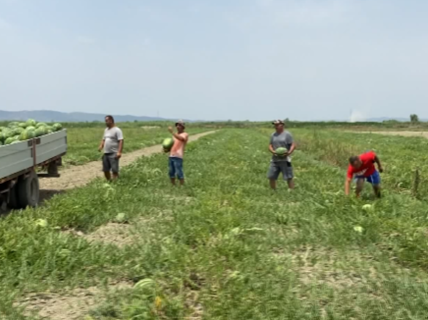 Shalqiri mbetet në arë! Fermerët e Imshtës: Nuk mund ta shesim nën kosto, rrezikojmë të falimentojmë!