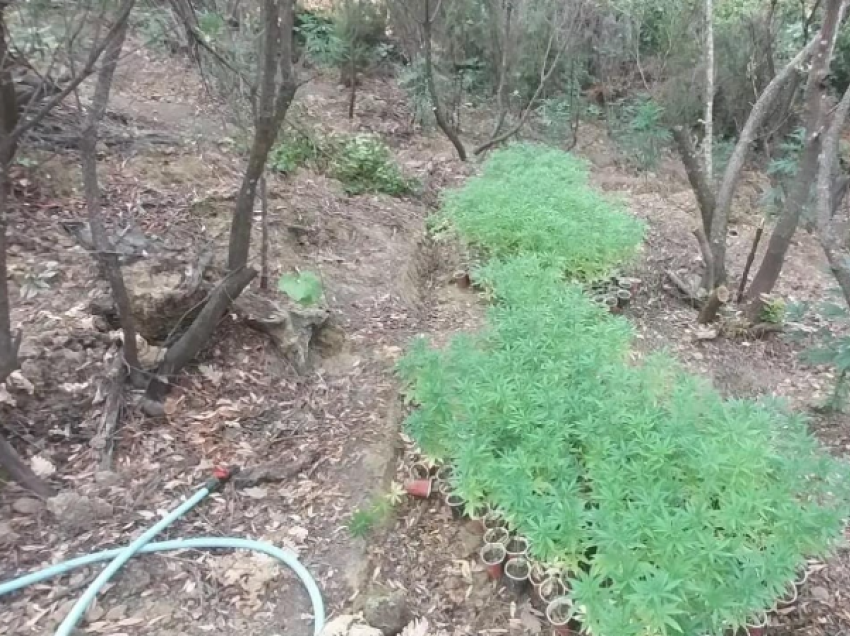 Zbulohet plantacion i madh me kanabis në kufirin greko-shqiptar