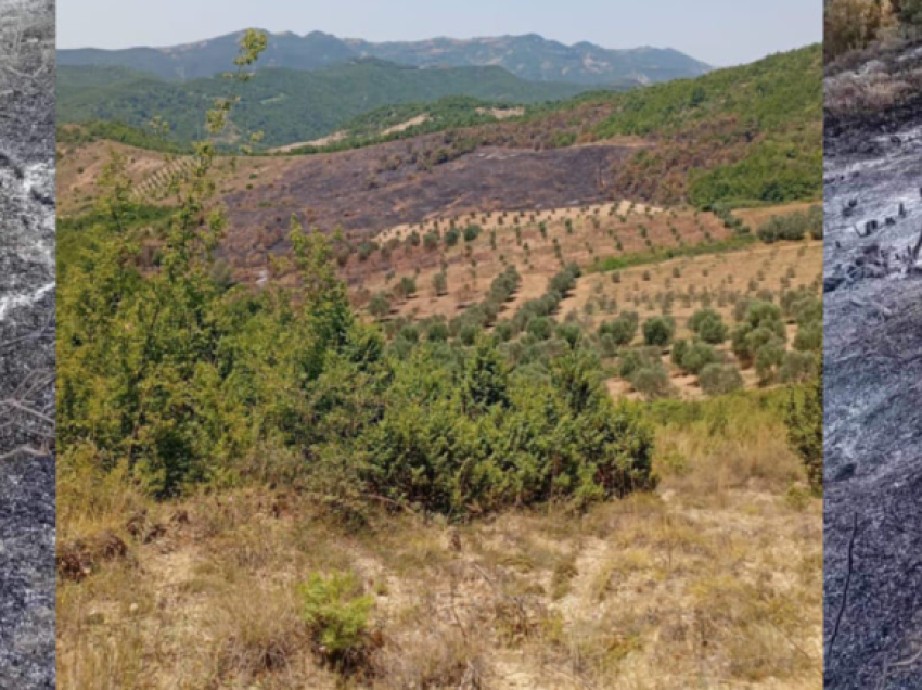 Zbardhen dy raste të zjarrvënies në Elbasan, arrestohet një person