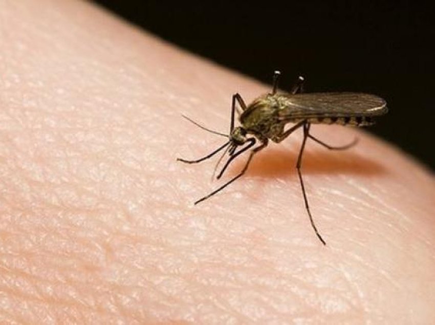 Rreziku nga insektet dhe zvarranikët! Në Fier, çdo ditë kërkojnë ndihmë 10 persona