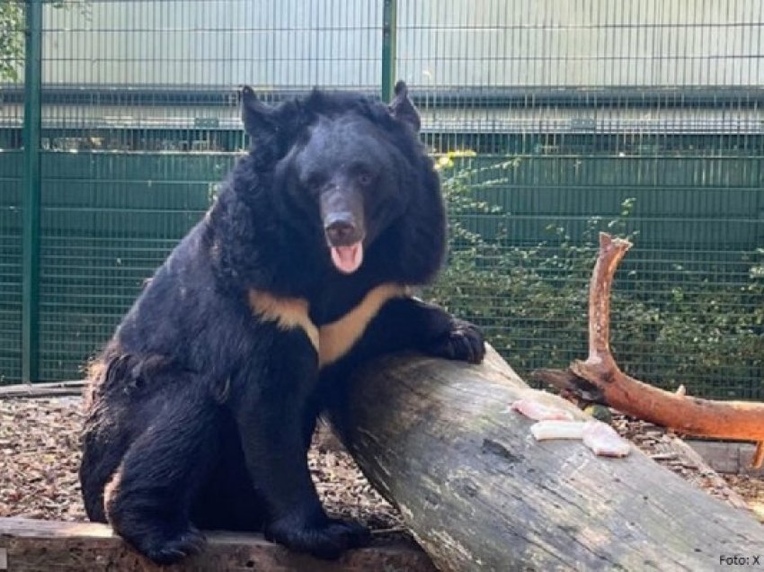 ​Ariu i shpëtuar nga Ukraina ngordh në kopshtin zoologjik West Lothian