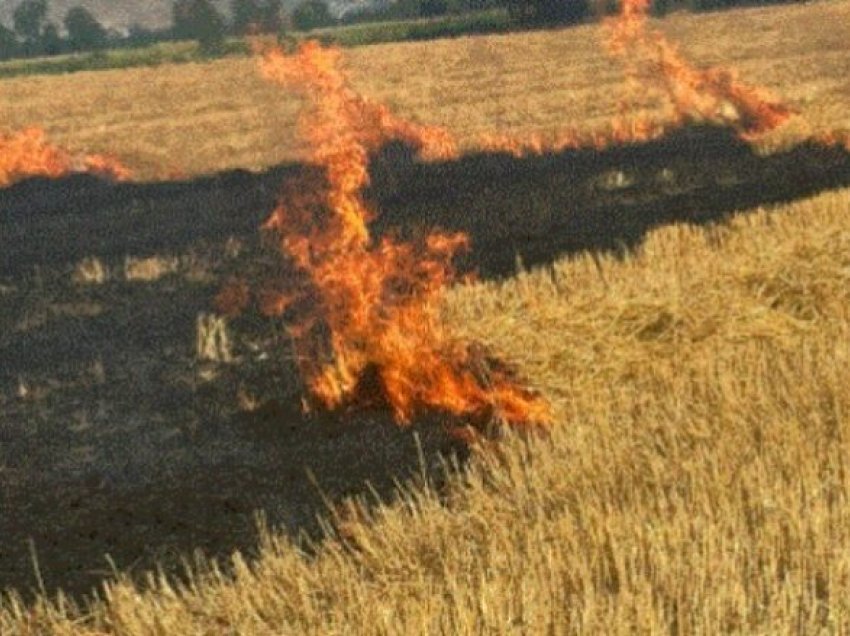 Përfshihen nga flakët katër hektarë me kashtë gruri në Maliq