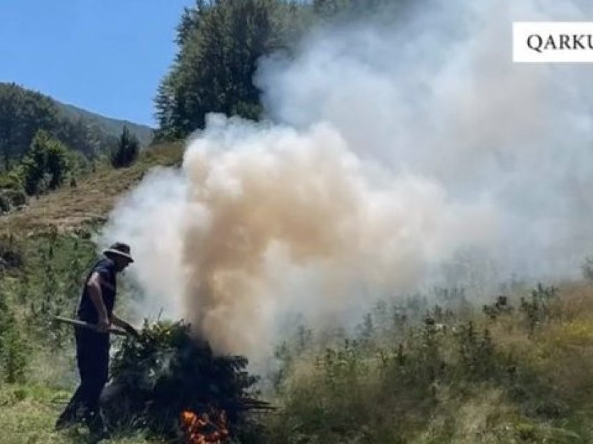 Asgjësohen mbi 5 mijë bimë dhe fidanë kanabis në Shkodër dhe Krujë, arrestohet 1 shtetas