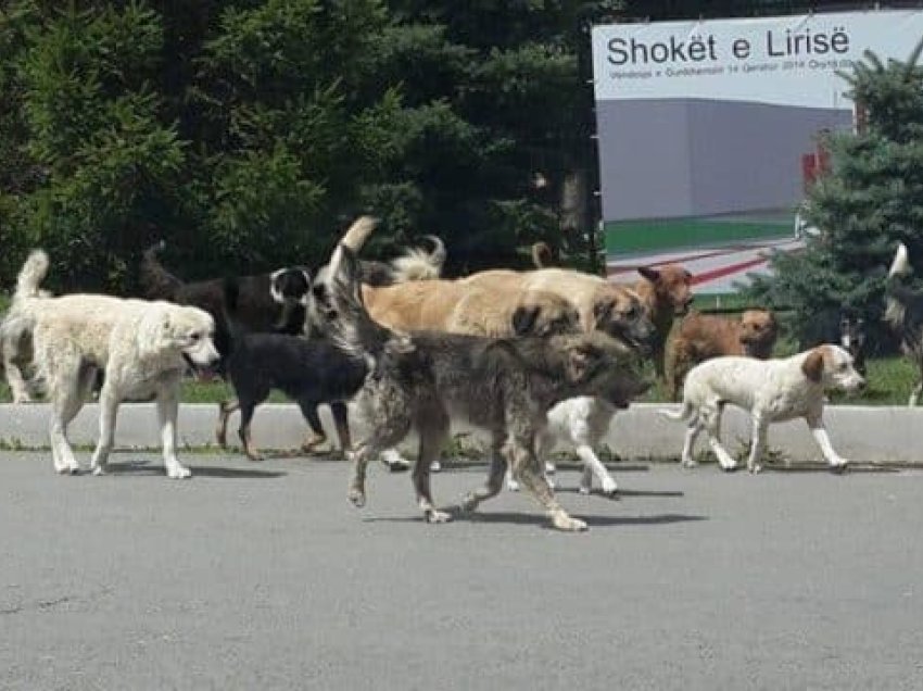 Qytetarët në rrezik nga dështimi i komunës – 5 mijë qenë endacakë sillen aktualisht nëpër Prishtinë