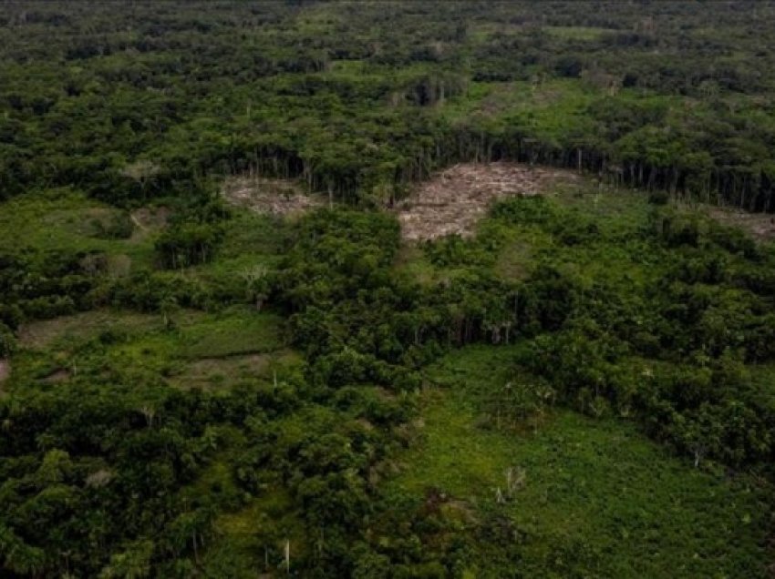 Fisi i pakontaktuar i Amazonit u vu re pranë zonave të prerjeve në Peru