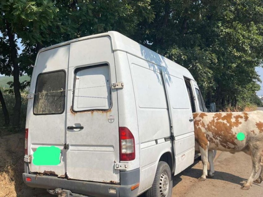 Arrestohen tre persona në Suharekë, vodhën një lopë