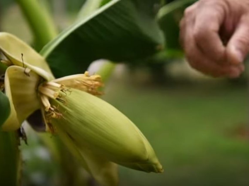 As vet nuk e beson - ndryshimet klimatike rrisin bananet në oborrin e Bashkim Krasniqit nga Peja