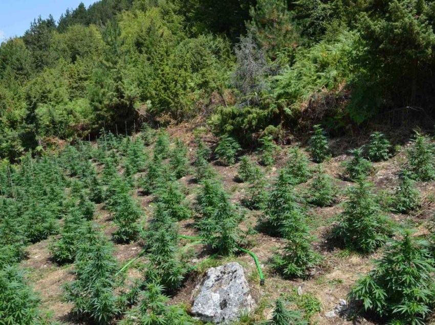 Plantacion me 958 rrënjë kanabis, tre shqiptarë të arrestuar në Greqi