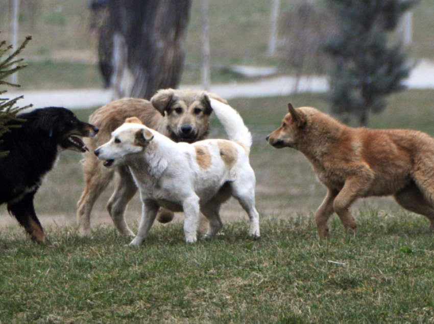 Tre qenë të ngordhur nga helmimi në Prishtinë, flasin nga AUV