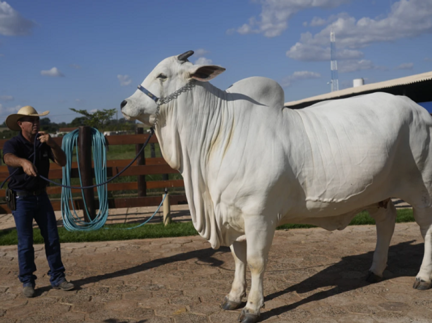 Peshon 1,100 kilogramë, kjo është lopa më e shtrenjtë në botë