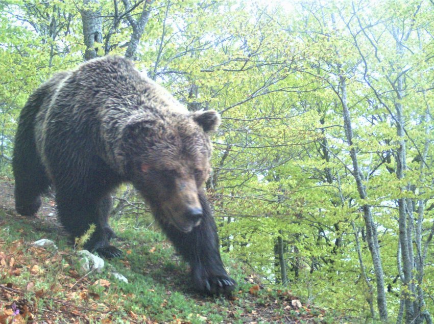 Ariu afrohet tek shtëpitë banuese në Prevallë