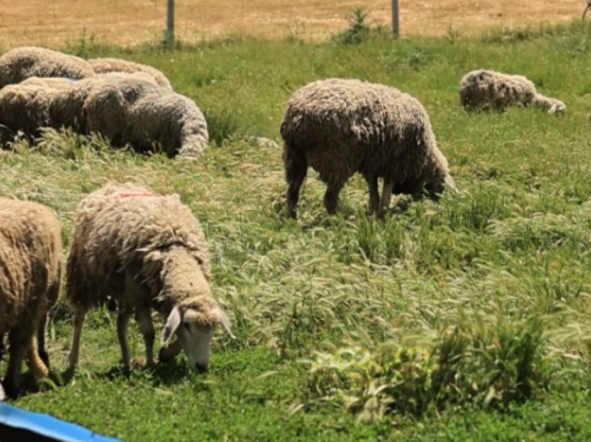 Dele ka pak e kërkesat për kurbanë janë rritur, AVUK thirrje për respektim të rregullave