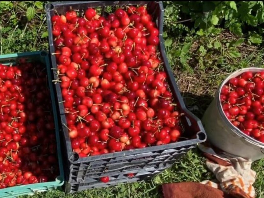 “Qershitë ngelet në pemë sepse nuk ka punëtorë”, fermerët në Drobonik: Pesticidet kanë ccmime të larta