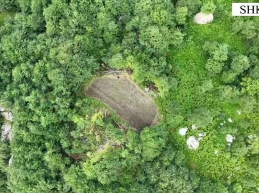 Operacioni antidrogë “Territori i pastër”/ Asgjësohen mbi 6 mijë fidanë kanabis, bien në pranga 29 vjeçari 